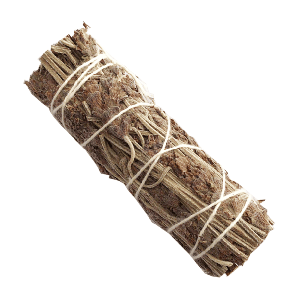 Silver King + Lavanda (4 pulgadas)